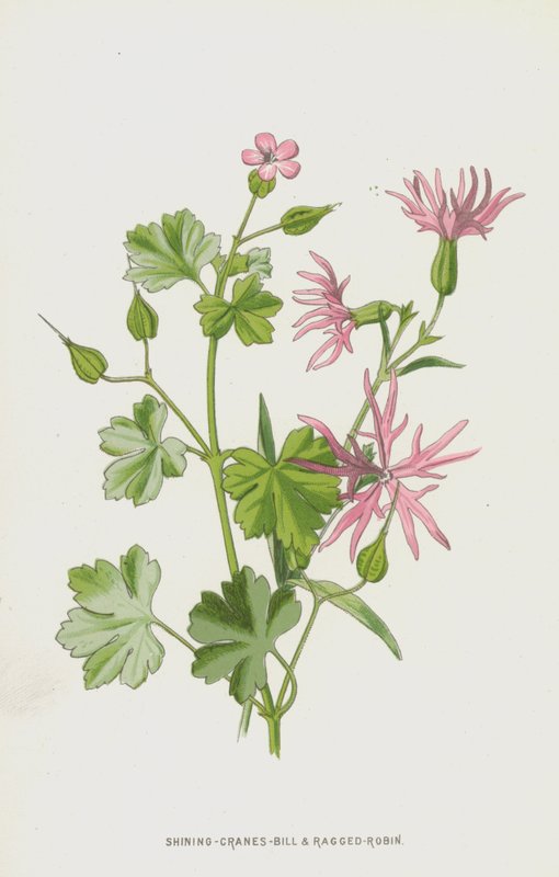 Bec-de-grue brillant et Lychnis fleur-de-coucou - Frederick Edward Hulme