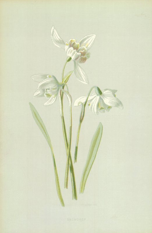Perce-neige - Frederick Edward Hulme