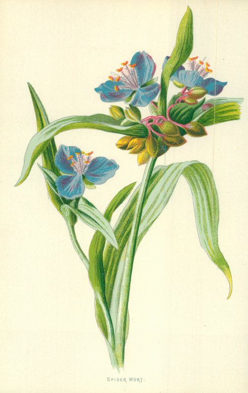 Tradescantie - Frederick Edward Hulme