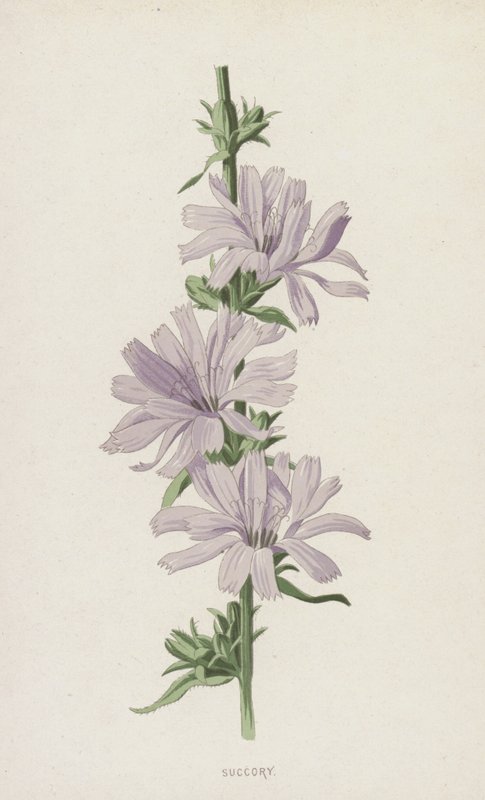 Chicorée sauvage - Frederick Edward Hulme