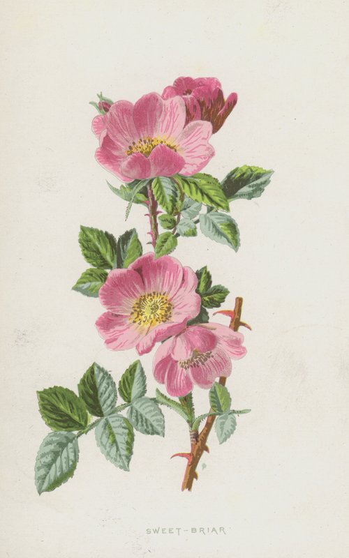 Églantier - Frederick Edward Hulme