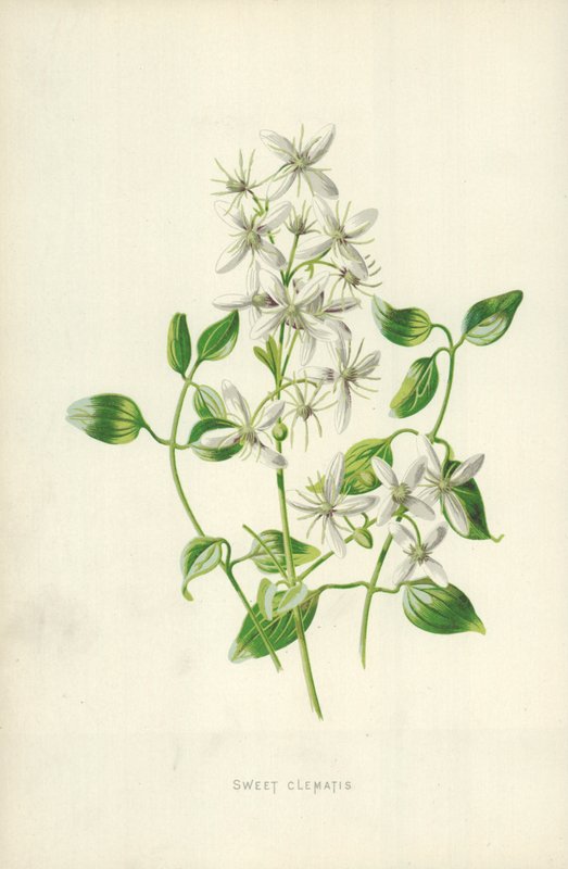 Douce Clématite - Frederick Edward Hulme