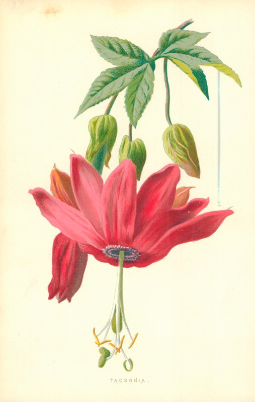 Tacsonia - Frederick Edward Hulme