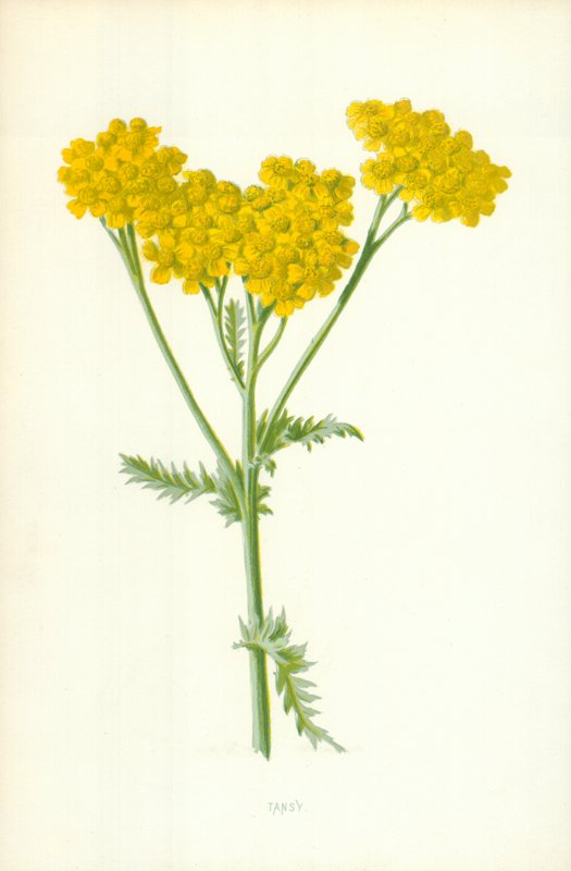 Tanaisie - Frederick Edward Hulme