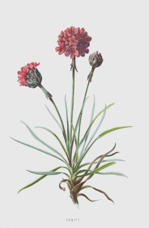 Armeria - Frederick Edward Hulme