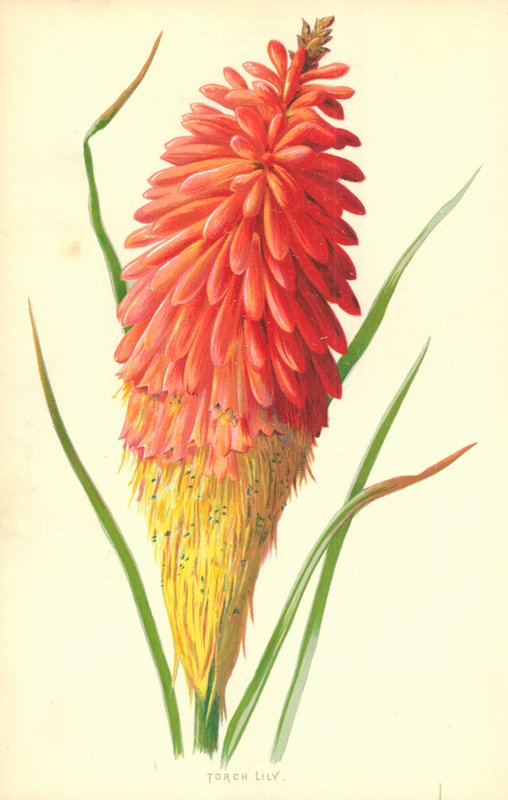 Lys de Torche - Frederick Edward Hulme