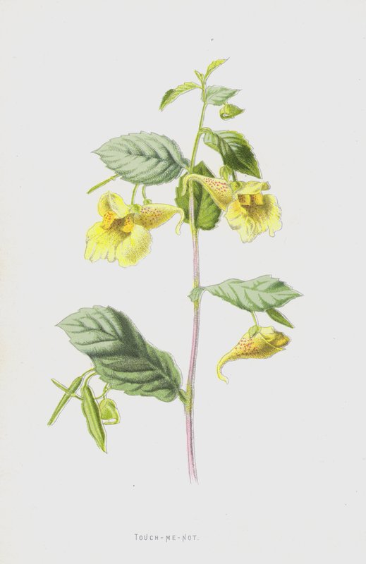 Impatiens - Frederick Edward Hulme