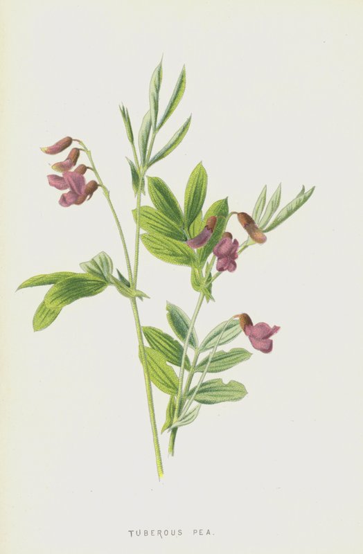Pois tubéreux - Frederick Edward Hulme
