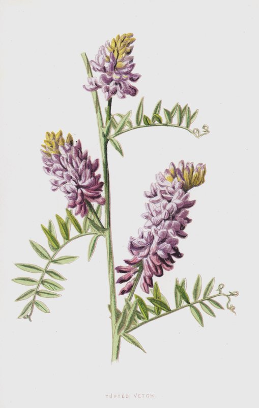Vesce des haies - Frederick Edward Hulme