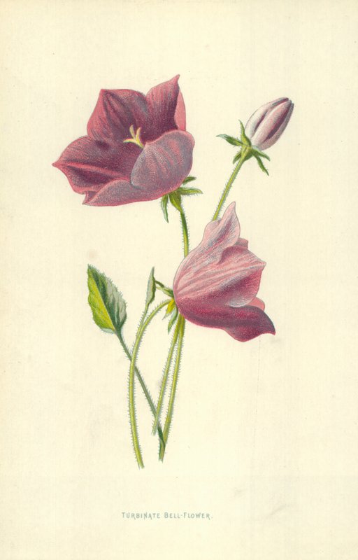 Fleur de cloche turbinée - Frederick Edward Hulme
