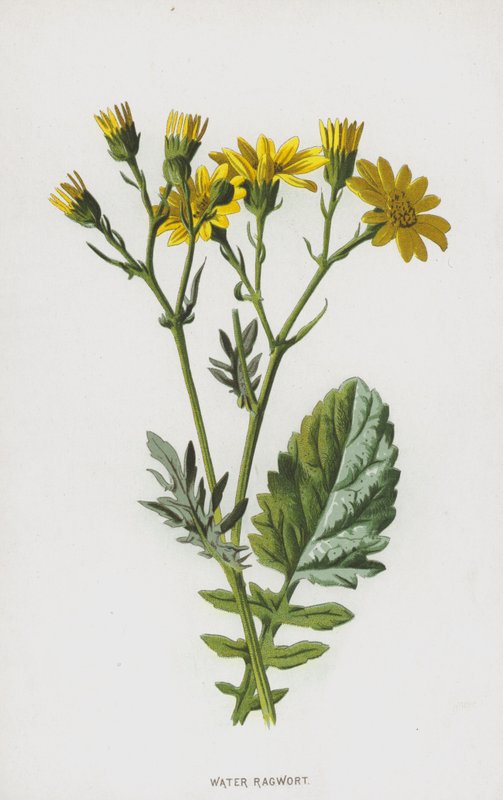 Séneçon aquatique - Frederick Edward Hulme