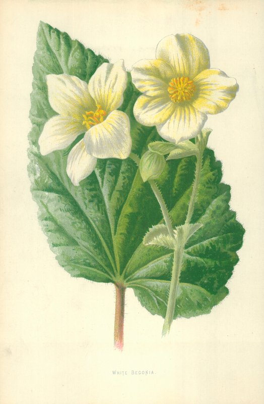 Bégonia blanc - Frederick Edward Hulme