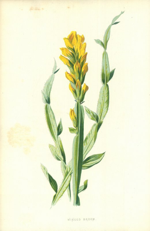Balai ailé - Frederick Edward Hulme