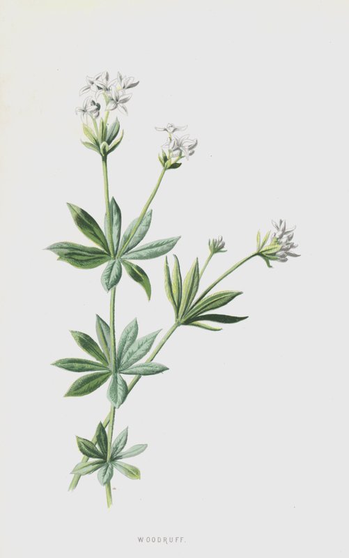 Aspérule odorante - Frederick Edward Hulme