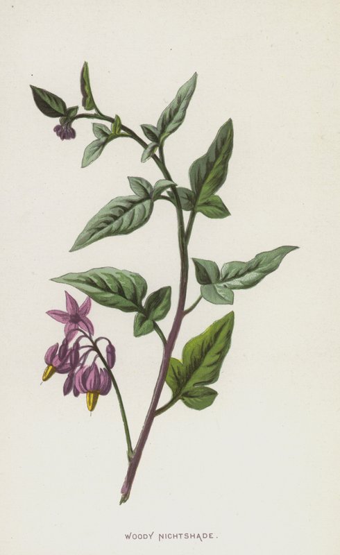 Morelle douce-amère - Frederick Edward Hulme