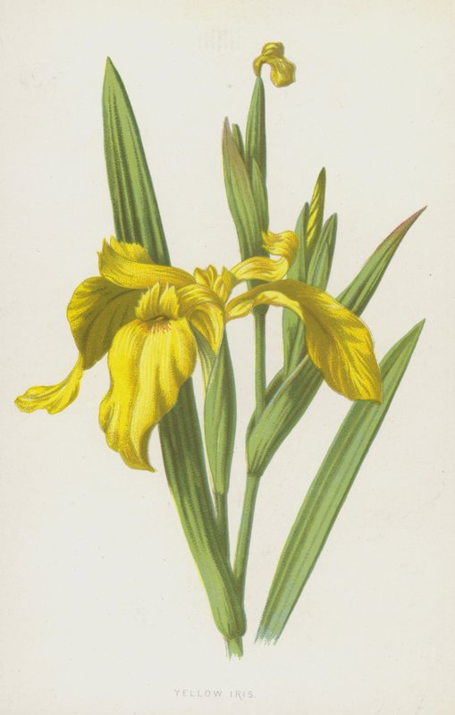 Iris jaune - Frederick Edward Hulme