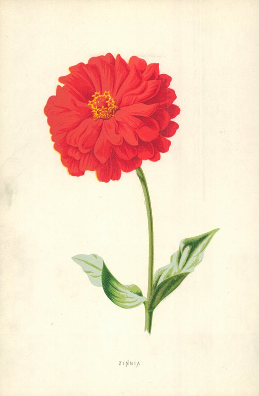 Zinnia - Frederick Edward Hulme