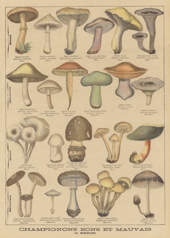 Champignons comestibles et vénéneux - French School