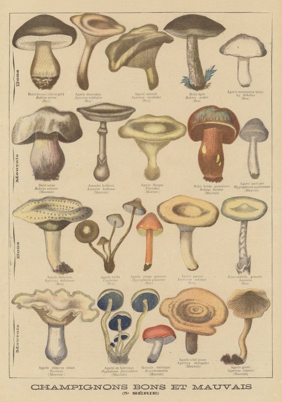Champignons comestibles et vénéneux - French School