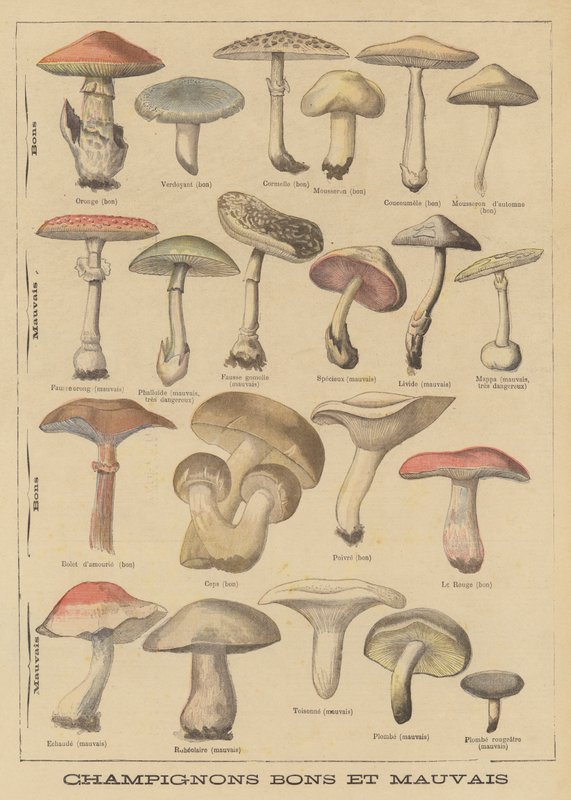Champignons comestibles et vénéneux - French School