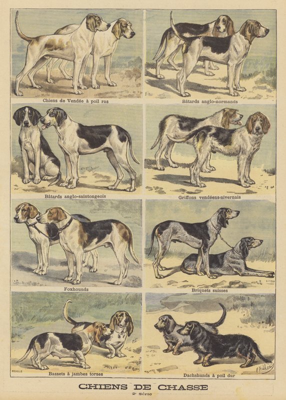 Chiens de chasse - French School