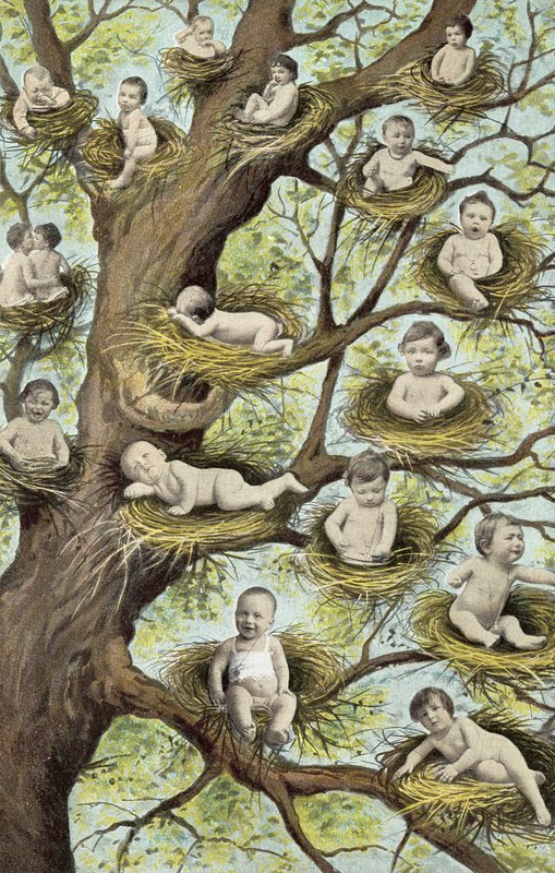 Bébés dans des nids dans un arbre - French Photographer