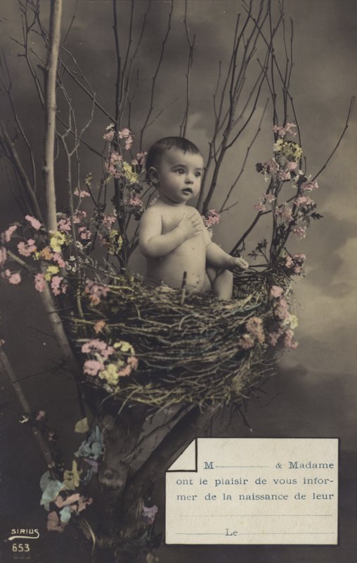 Bébé dans un nid - French Photographer