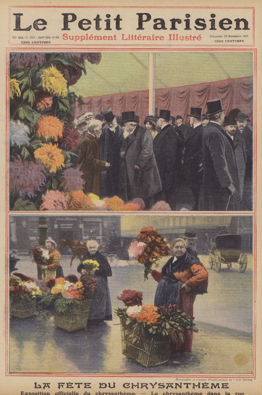Chrysanthèmes - French Photographer