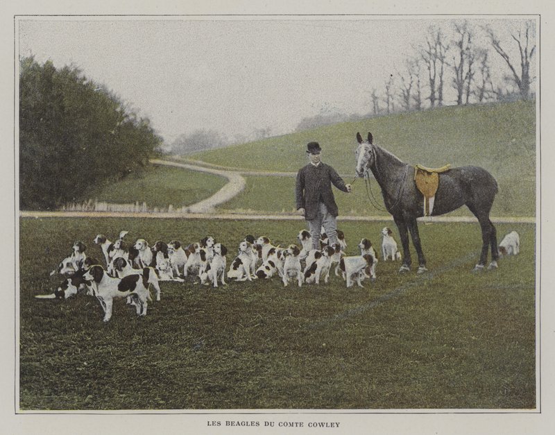 Les beagles du Comte Cowley (photo couleur) - French Photographer