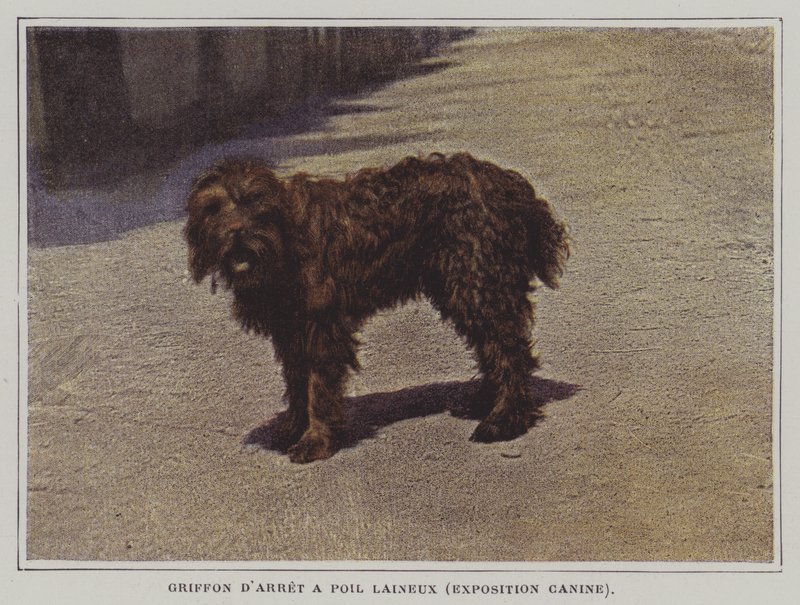 Griffon d
