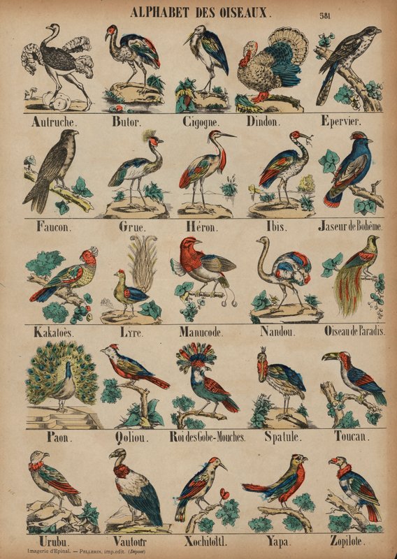 De A à Z des oiseaux - French School