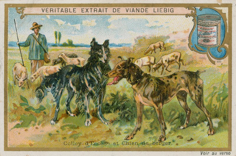 Border Collie et chien de berger - French School