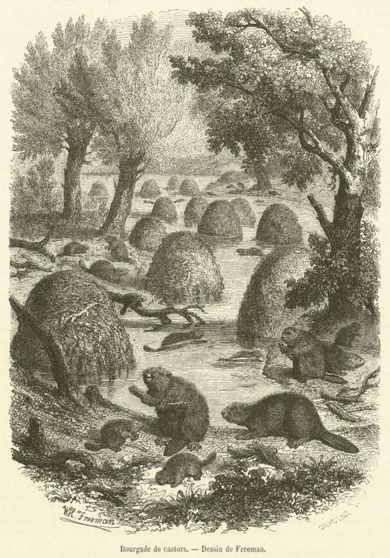 Bourgade de castors - French School