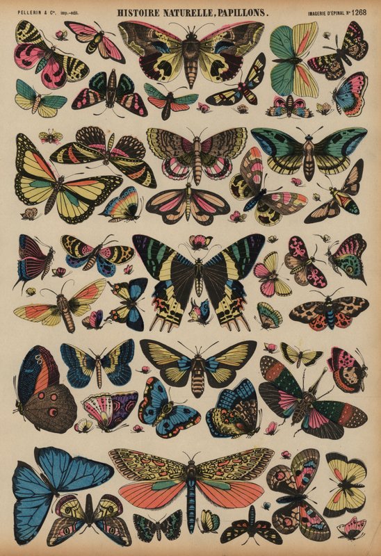 Papillons - French School