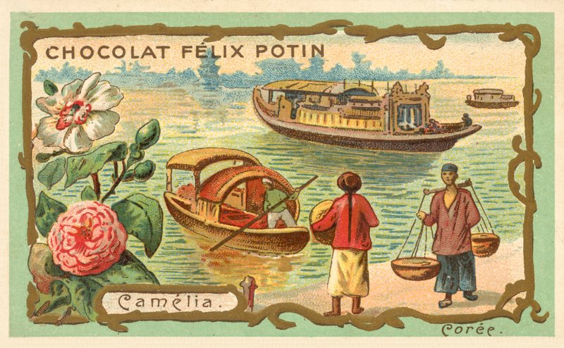 Camélia, Corée (chromolithographie) - French School