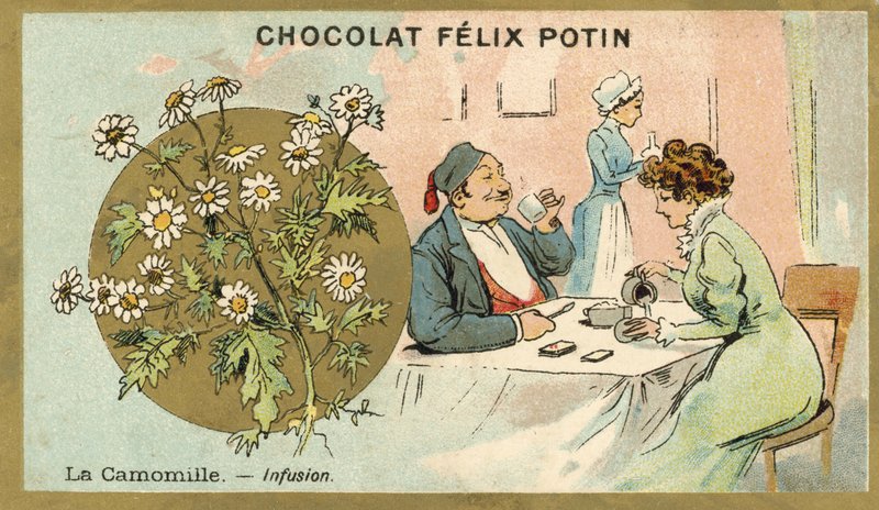 Camomille - thé - French School