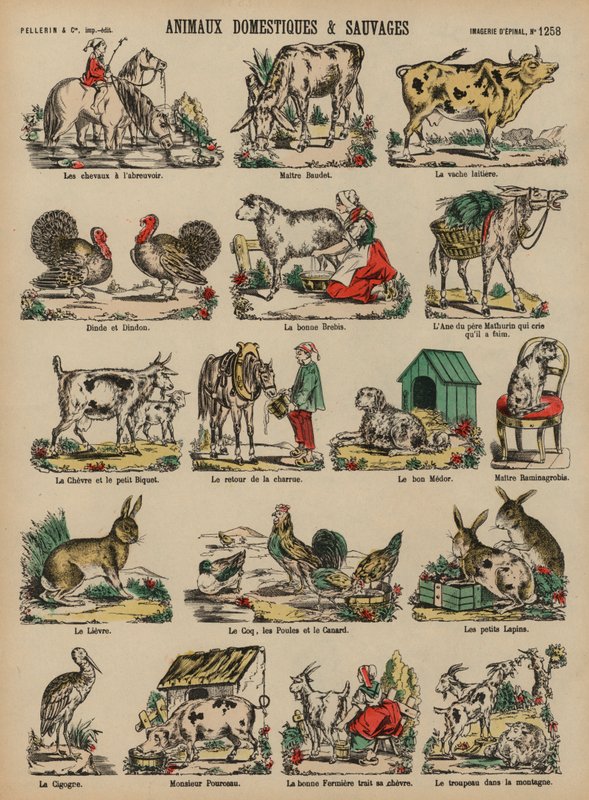 Animaux domestiques et sauvages - French School