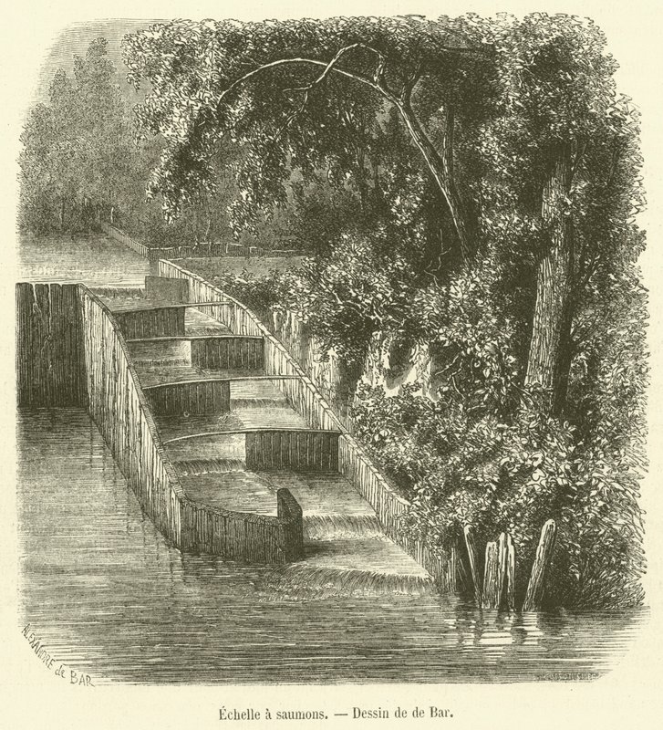 Échelle à saumons (gravure) - French School
