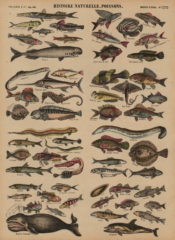 Poissons - French School