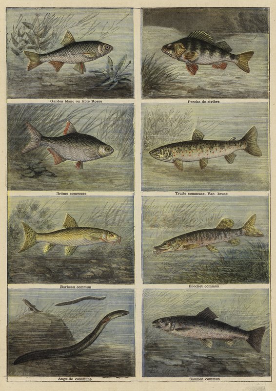 Poissons d