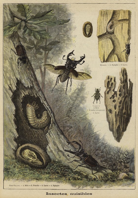 Insectes nuisibles - French School