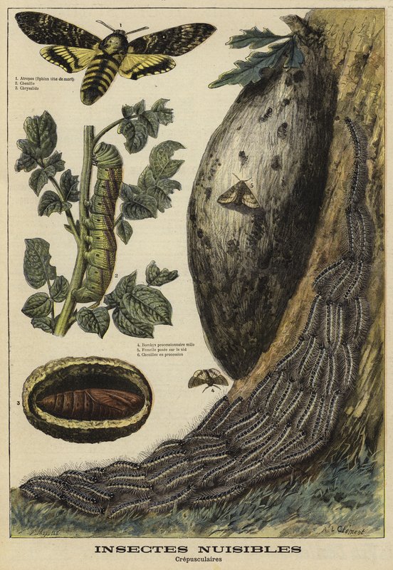 Insectes nuisibles : Sphinx tête de mort - French School