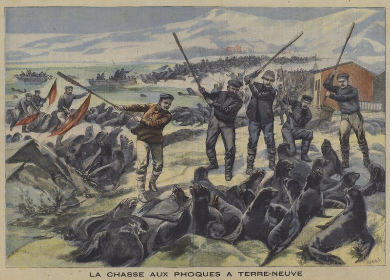 Chasse aux Phoques à Terre-Neuve - French School