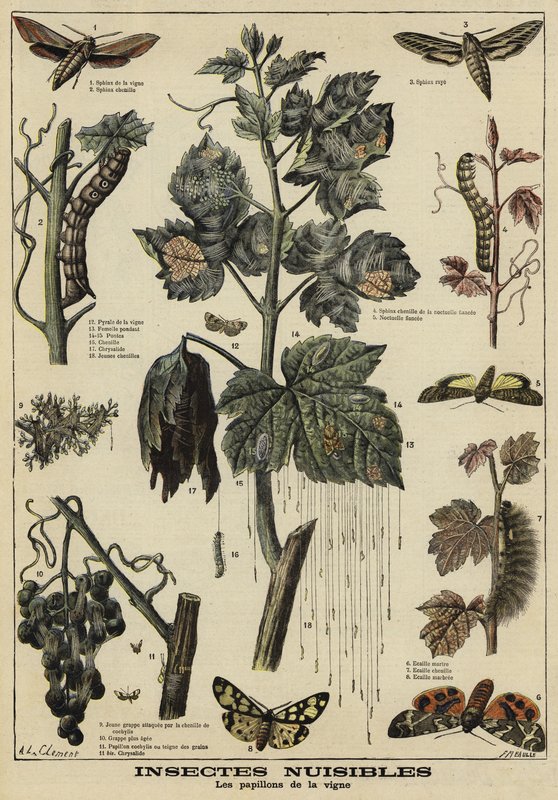 Insectes nuisibles aux vignes - French School