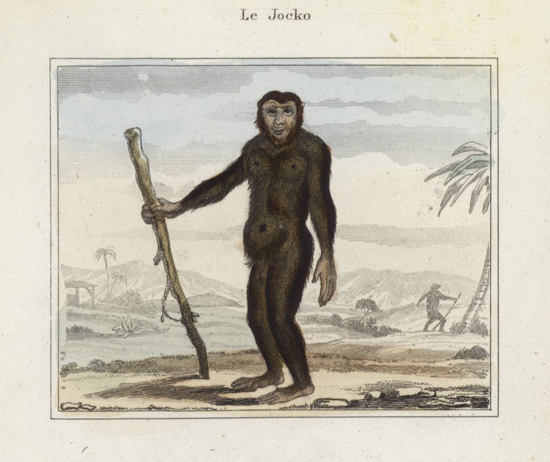 Jocko - French School