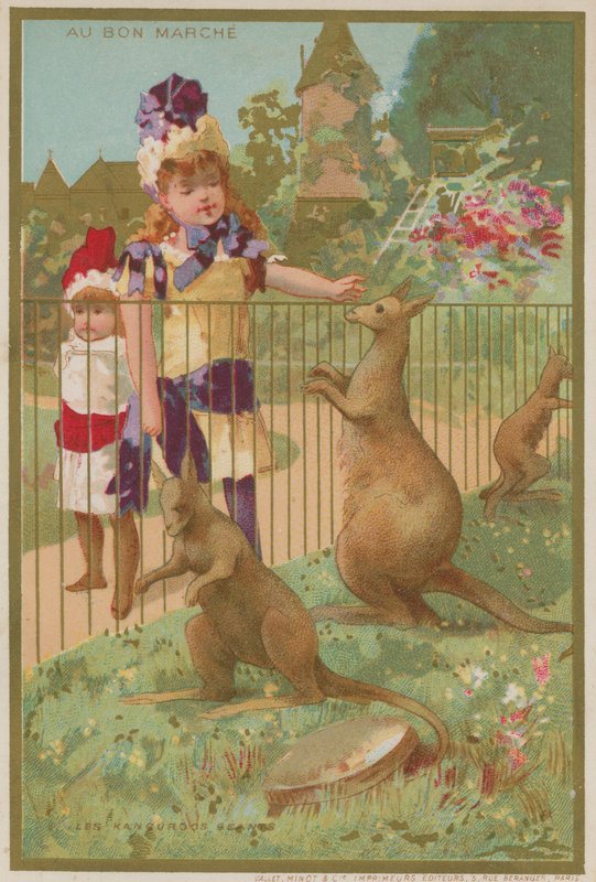 Kangourous au zoo - French School
