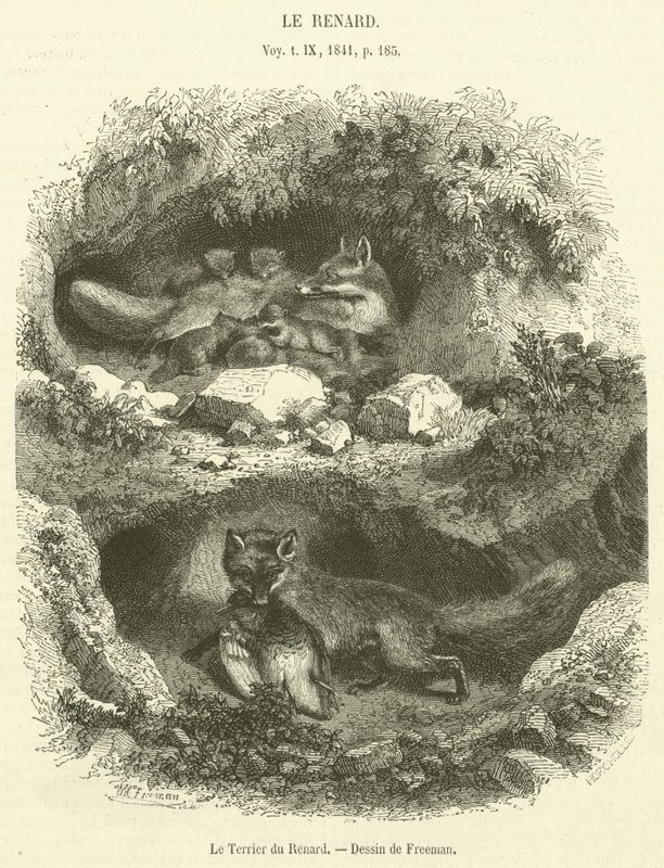 Le Terrier du Renard - French School