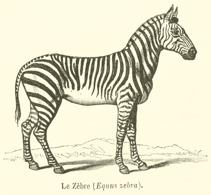 Le Zèbre, Equus zebra - French School