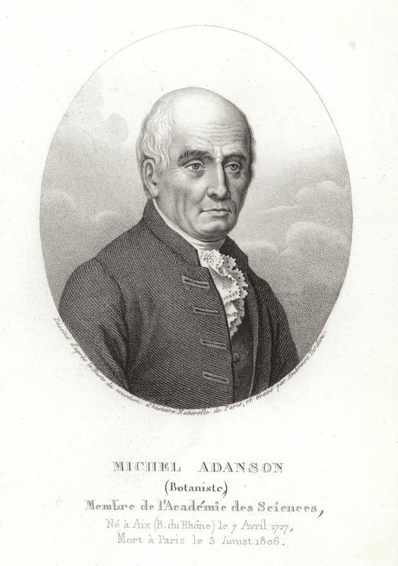 Michel Adanson - French School