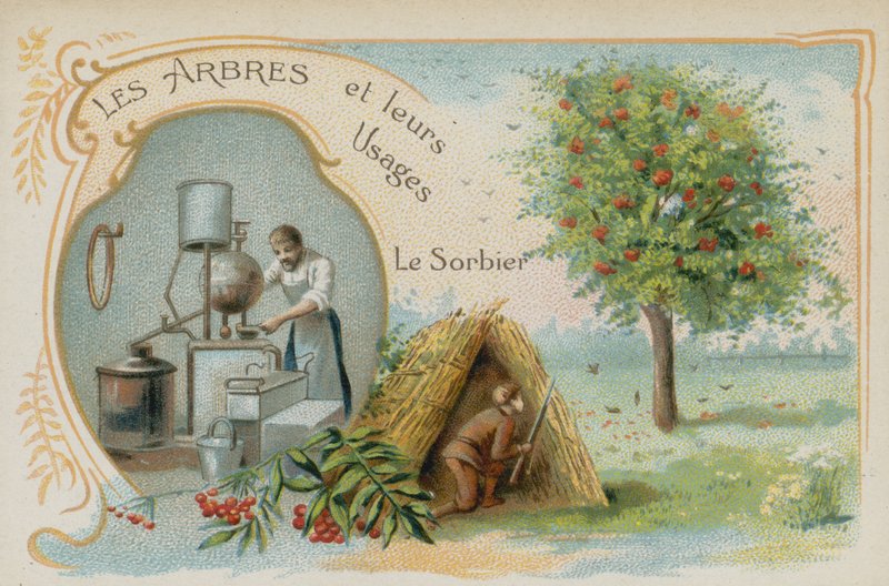 Sorbier des oiseleurs - French School